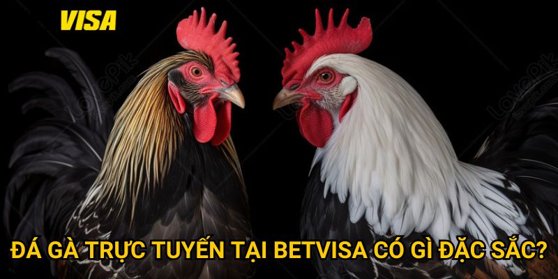 Trang chủ 21 Đá gà trực tuyến tại Betvisa có gì đặc sắc?